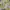 Japanese brand Fairy Coquette Summer dress Wanita green yellow photo 4