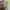 Japanese brand Fairy Coquette Summer dress Wanita green yellow photo 5