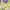 Japanese brand Fairy Coquette Summer dress Wanita green yellow photo 3