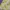 Japanese brand Fairy Coquette Summer dress Wanita green yellow photo 2