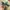 Millet Skater Sportswear Short Pria khaki photo 4