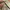 Millet Skater Sportswear Short Pria khaki photo 5