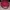 VANS Skater Hat Pria red photo 4
