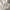 Guess Minimalist Polo shirt Pria white photo 4