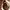 Guess Vintage Wanita brown photo 8