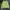 Umbro Streetwear Sweatshirt Pria green photo 4