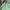 Polo Ralph Lauren Luxury Casual Polo shirt Pria green photo 2