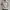 Nike Streetwear Sportswear Windbreaker Pria gray photo 8