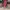 Casual Midi dress Wanita pink photo 2