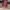 Casual Midi Dress Wanita Pink