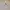 Feltics Vintage Casual Vest Pria tan cream photo 3