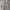 1 Stel BDU Australia Army DPDU MK2 Original L
 photo 5