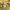 Casual Polo shirt Pria yellow photo 5