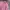 Puma Sportswear Track jacket Wanita pink photo 3