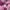 Puma Sportswear Track jacket Wanita pink photo 4