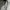 GAP Streetwear Flare pants Wanita cream photo 3