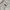 Covernat Streetwear Gorpcore Puffer jacket Pria white black photo 8