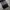 Dickies Vintage Y2K Jeans Pria black gray photo 5