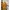 Crocodile Streetwear Casual Casual shirt Pria cream yellow photo 3