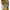 Crocodile Streetwear Casual Casual shirt Pria cream yellow photo 2