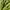Hummel Casual Casual shirt Pria green black photo 4