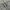 Lacoste Luxury Harrington jacket Pria gray photo 5