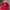 Moncler Sportswear Casual Hat Pria red photo 5