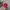 Moncler Sportswear Casual Hat Pria red photo 1