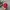 Moncler Sportswear Casual Hat Pria Red