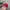 Moncler Sportswear Casual Hat Pria red photo 2