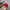 Moncler Sportswear Casual Hat Pria Red