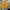 Casual Sweater Pria yellow photo 2