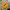Casual Sweater Pria Yellow