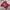 Casual T-shirt Pria burgundy red photo 2
