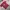 Casual T-shirt Pria burgundy red photo 4