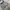 Casual Short Pria gray photo 5