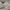 Polo Ralph Lauren Vintage Harrington jacket Pria tan photo 2