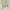 GAP Vintage Casual Formal pants Pria cream photo 4