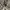 Schott NYC Vintage Biker Denim jacket Pria cream tan photo 5