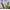 Fairy Futurist Crop Top Wanita Purple