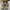 Nike Streetwear Sportswear Sneakers Pria brown photo 3
