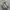 Nike Streetwear Sportswear Sneakers Pria brown photo 2
