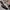 Adidas Sportswear Sandals & slide Pria black photo 1