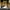 Caterpillar Goth Emo Boots Pria tan photo 1