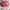 Coach Casual Bags & purse Wanita pink photo 2