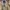 GAP Vintage Casual Leather jacket Pria tan photo 4