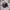 Shein Casual Sweatshirt Wanita black photo 1