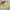 Shein Coquette Casual Sweatshirt Wanita cream yellow photo 4
