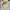 Shein Coquette Casual Sweatshirt Wanita cream yellow photo 1
