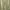 Burberry Casual Casual Pants Pria Khaki